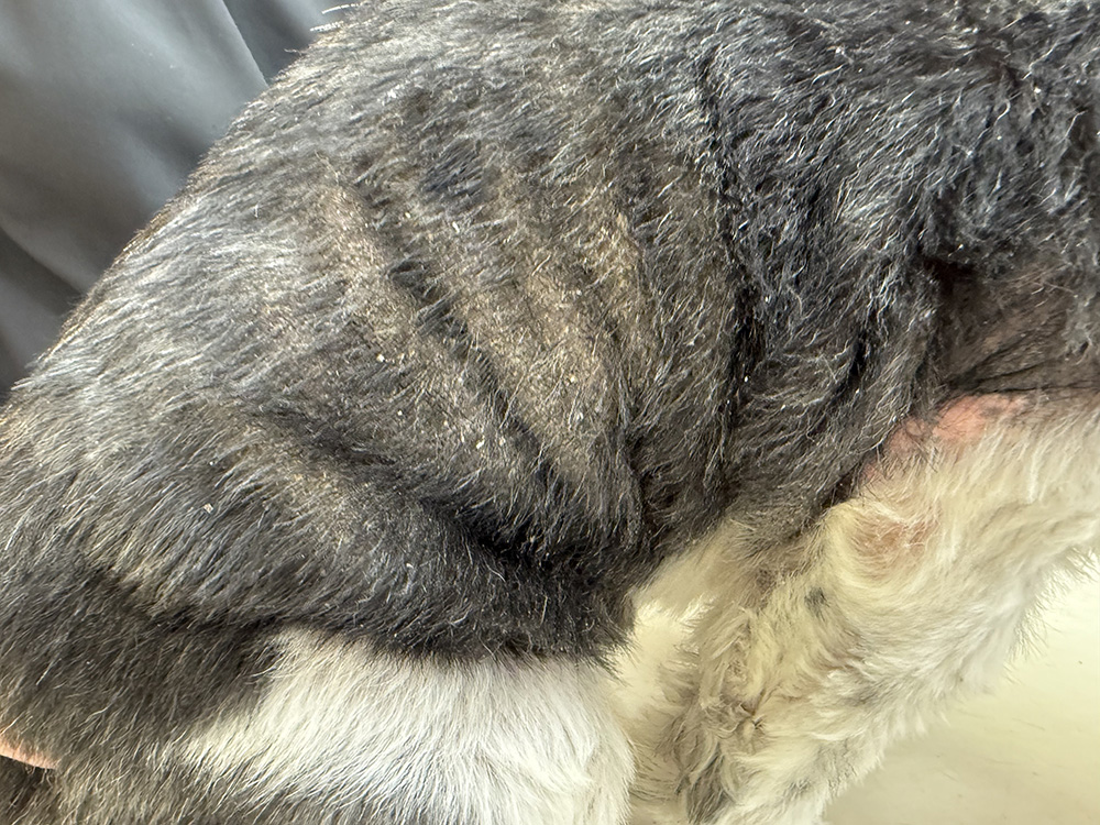 皮膚科で行う検査