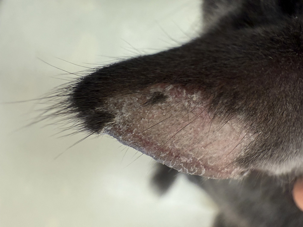 猫の皮膚糸状菌症